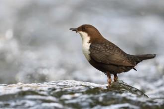 White-throated Dipper (Cinclus cinclus), North Rhine-Westphalia, Germany