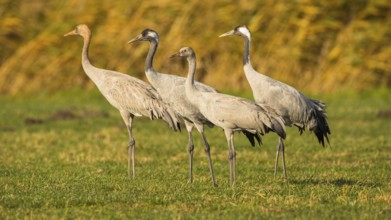 Common Crane (Grus grus) pair with juvenile, Mecklenburg-Western Pomerania, Germany