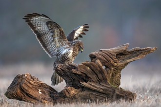 Common Buzzard (Buteo buteo) perched on a stump with spread wings, Saxony-Anhalt, Germany