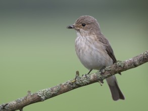 Spotted Flycatcher (Muscicapa striata) perched on a branch, Lower Saxony, Germany