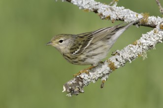 Blackpoll Warbler (Setophaga striata), Texas, USA