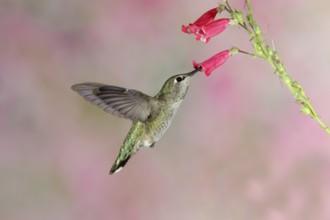 Anna's Hummingbird Calypte anna Huachuca Mountains, Cochise County, ARIZONA, United States 24