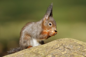 Eurasian squirrel (Sciurus vulgaris), North Rhine-Westphalia, Germany