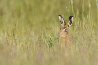 European hare (Lepus europaeus), North Rhine-Westphalia, Germany