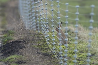 European brown hare (Lepus europaeus) behind a fence in a countryside field, England, United