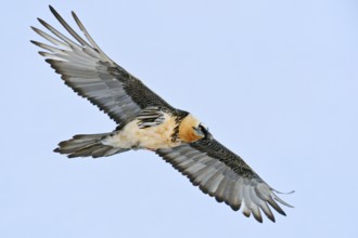 Majestic... Bearded vulture (Gypaetus barbatus) soaring in front of a soft blue sky over the Swiss