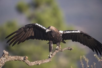 Iberian Eagle (Aquila adalberti), Spanish imperial eagle, Extremadura, Castilla La Mancha, Spain