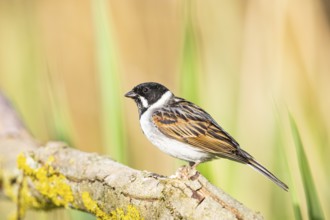 Reed bunting (Emberiza schoeniclus) ml Germany
