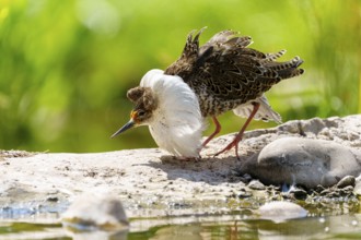A bird observing its surroundings by the water in a green landscape, ruff (Calidris pugnax, Syn.: