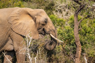 African elephant (Loxodonta africana), foraging among green bushes, Kruger National Park, South