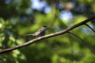 Blackcap, spring, Germany