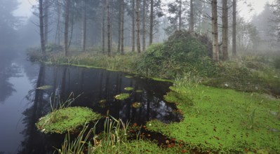 Ballmoos forest reserve, raised bog in the fog, Lieliwald, Lindenberg, Horben, Canton Lucerne,
