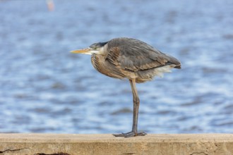 Great blue heron perched on a sea wall in Florida, USA