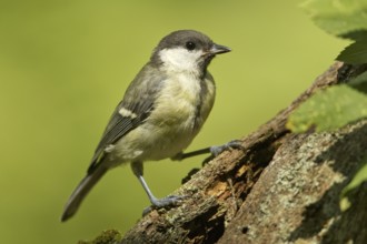 Great Tit (Parus major) juvenile, Rhineland-Palatinate, Germany