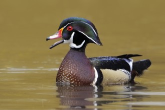 Wood Duck (Aix sponsa) male, British Columbia, Canada