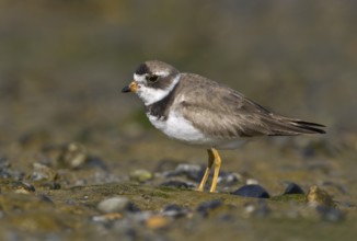Semipalmated Plover (Charadrius semipalmatus), British Columbia, Canada