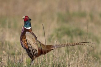 Common Pheasant (Phasianus colchicus) male calling, Netherlands