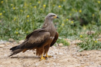Black Kite (Milvus migrans), Spain