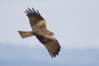 Black Kite (Milvus migrans) flying, Spain