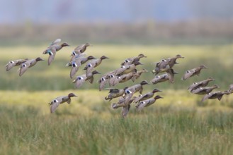Eurasian Teal (Anas crecca) group landing, North Rhine-Westphalia, Germany
