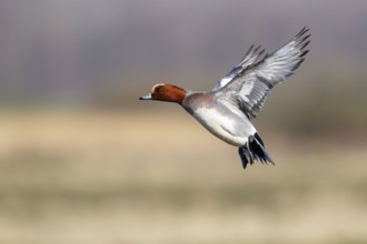 Eurasian Wigeon (Mareca penelope) male flying, Netherlands