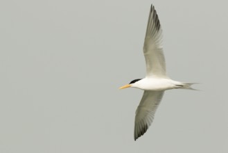 Lesser Crested Tern (Thalasseus bengalensis) flying, Gambia