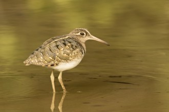 Greater Painted-snipe (Rostratula benghalensis), Gambia