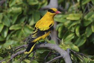 Black-naped Oriole (Oriolus chinensis), Malaysia