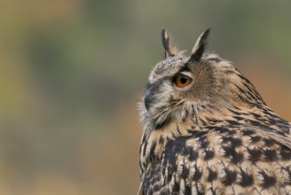 Eurasian Eagle-Owl (Bubo bubo) captive, Schwyz, Switzerland
