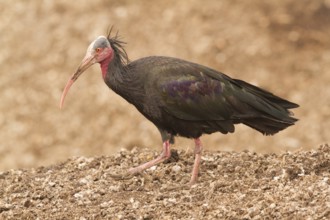 Northern Bald Ibis (Geronticus eremita), Morocco