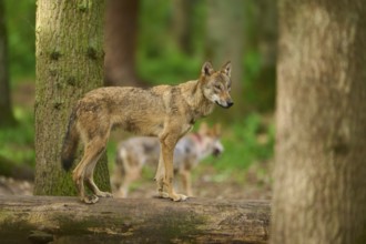 Wolf standing calmly on a tree trunk in a green forest, Wolf (Canis Lupus), Germany