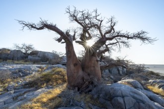 African baobab or baobab tree (Adansonia digitata), sun star, Kubu Island (Lekubu), Sowa Pan,