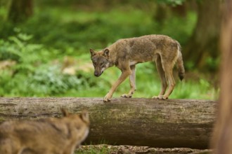 Wolf (Canis lupus), a wolf balancing on a tree trunk and looking at another wolf in the foreground,
