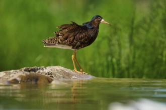 Bird at the water on a stone in front of a green background, ruff (Calidris pugnax), male, spring,