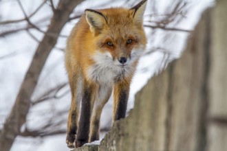 Red fox (Vulpes vulpes), Fox walking on a high fence, Province of Quebec, Canada, North America