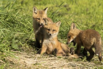 Red fox (vulpes vulpes), fox cubs playing together, Province of Quebec, Canada, North America
