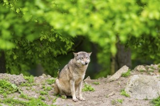 Eastern wolf (Canis lupus lycaon) sitting on a little hill, Bavaria, Germany