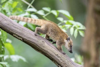 South American coati (Nasua nasua) youngster klimbing a little tree, captive, Zoo Augsburg