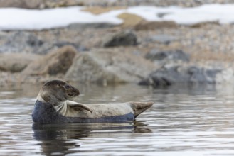 Harbour seal (Phoca vitulina) lying on a stone in the water, Mammals (Mammalia), Smeerenburgbreen,