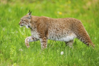 Eurasian lynx (Lynx lynx) walking in the grass, Bavaria, Germany
