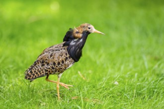 Ruff (Calidris pugnax) male standing on a meadow, captive, Zoo Augsburg, Germany