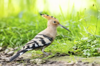 Eurasian hoopoe (Upupa epops) searching for food on the ground, captive, Zoo Augsburg, Germany