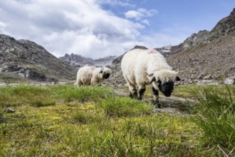 Two Valais Blacknose sheep (Ovis gmelini aries), high alpine mountain valley, Obere Senner Egete,