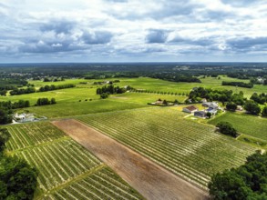 Vineyards and grape fields around Bordeaux from a drone, Saint-Mariens, Gironde,