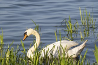 A Mute Swan (Cygnus olor) swimming on the shore of the Steinhuder Meer, animal photo, bird, bird