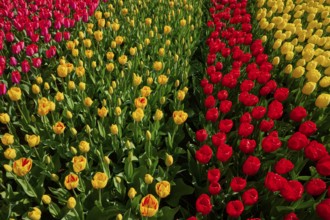 A magnificent bed of yellow and red tulips in a spring garden. The colours radiate in the sunlight,