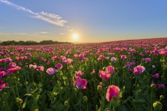 Opium poppy (Papaver somniferum), pink poppies in the golden light of the rising sun, summer,