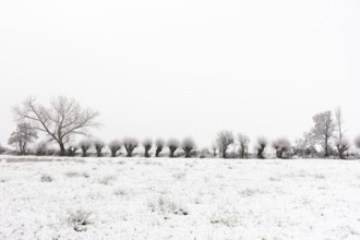 Old gnarled pollarded trees, pollarded willows in the snow on the Lower Rhine, on the left bank of