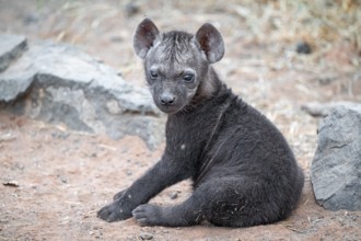 Spotted hyena (Crocuta crocuta), male young, sitting, Kruger National Park, South Africa