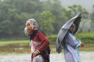Tribal women stands with umbrella during a heavy rain in Golapara, India on 31 May 2025